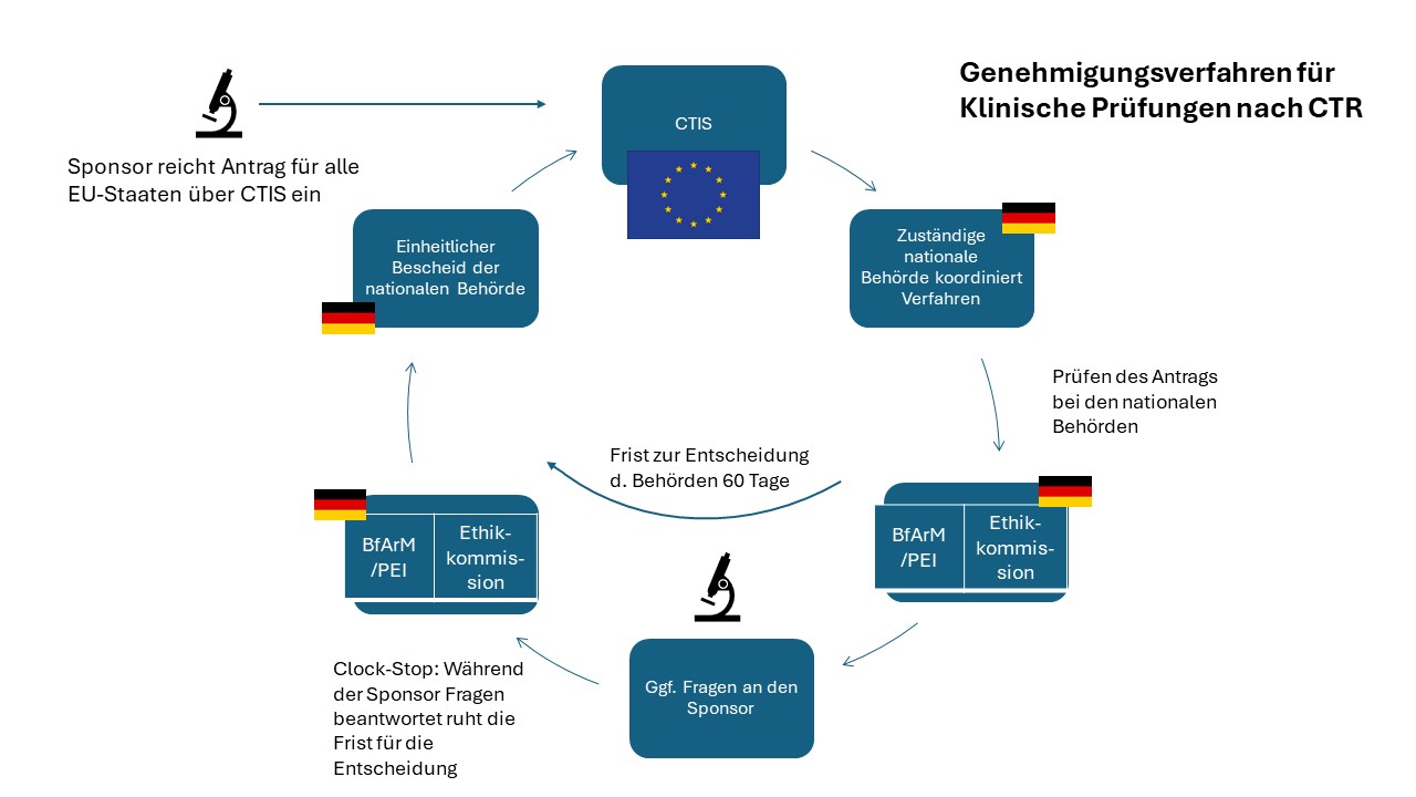 Grafik, die das Genehmigungsverfahren nach der Clinical Trials Regulation darstellt.