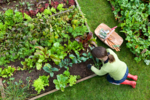 Blick von oben auf ein Gemüsebeet. Im Stile einer Augmented Reality Anwendung ist das Beet von Schaltflächen überlagert. Diese zeigen jeweils typische Gartenkulturen wie Mähren oder Rettich.  Am Rande des Beets kniet eine Person und bearbeitet das Beet bzw. benutzt eine der Schaltflächen.