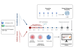 Grafische Darstellung des Verlaufs der Darmmikrobiom-Analyse bei CAR-T-Zelltherapie Patienten.