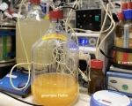 Einen Bioreaktor in einem Labor mit einem Glasgefäß, das eine Flüssigkeit mit geernteten Hefen enthält.